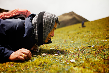 Hunting Cordyceps in Bhutan (Jonathan Taee, 2013)